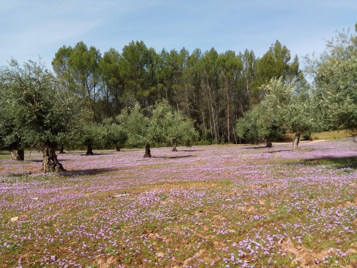 Casas Rurales La Loma Del Carrascal Hornos Eksteriør bilde